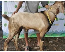 Kambing Jantan Cukup Sampai Disini